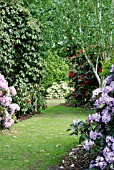 GRASS PATH WITH,  AT LEFT,  RHODODENDRON SCINTILLATION AND,  AT RIGHT,  R. BLUE ENSIGN AND BETULA UTILIS VAR. JACQUEMONTII AND,  AT END OF PATH,  R. JANCIO,  RHS WISLEY: MAY