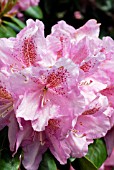 RHODODENDRON SCINTILLATION