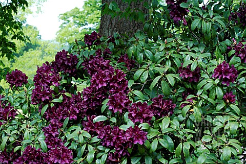 RHODODENDRON_CETEWAYO