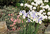 IRIS SILVER BEAUTY WITH HELIANTHEMUM WISLEY PINK AND RHODODENDRON SCHNEEKRONE,  MAY