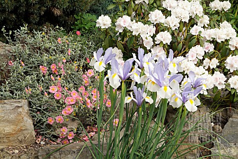 IRIS_SILVER_BEAUTY_WITH_HELIANTHEMUM_WISLEY_PINK_AND_RHODODENDRON_SCHNEEKRONE__MAY