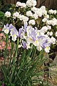 IRIS SILVER BEAUTY WITH HELIANTHEMUM WISLEY PINK AND RHODODENDRON SCHNEEKRONE,  MAY