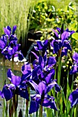 IRIS SIBIRICA CAESARS BROTHER