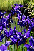 IRIS SIBIRICA CAESARS BROTHER