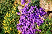 CAMPANULA POSCHARSKYANA AND CORYDALIS LUTEA GROWING ON VERTICAL STONE WALL