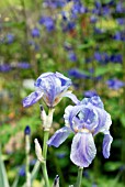 IRIS PALLIDA VARIEGATA,  RHS WISLEY: MAY