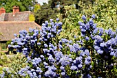 CEANOTHUS VICTORIA,  RHS WISLEY: MAY