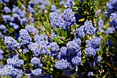 CEANOTHUS VICTORIA