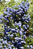 CEANOTHUS VICTORIA