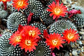 REBUTIA MARSONERI