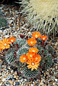 REBUTIA MARSONERI VAR. VATTERI,  HOLLY GATE CACTUS GARDEN,  ASHINGTON,  WEST SUSSEX: MAY