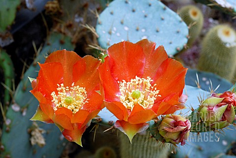 OPUNTIA_IN_FLOWER__HOLLY_GATE_CACTUS_GARDEN__ASHINGTON__WEST_SUSSEX_MAY