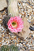 ECHINOPSIS PINK SATIN,  HOLLY GATE CACTUS GARDEN,  ASHINGTON,  WEST SUSSEX: MAY