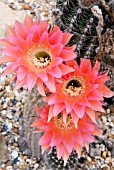 ECHINOPSIS CHAMAECEREUS FIRE CHIEF