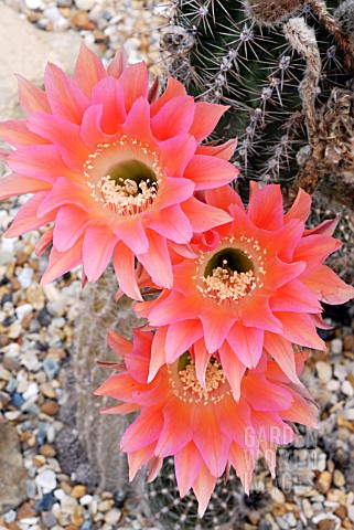 ECHINOPSIS_CHAMAECEREUS_FIRE_CHIEF