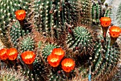 BRUSH USED FOR HYBRIDATION OF CACTI; IN THIS INSTANCE ECHINOPSIS SP.  HOLLY GATE CACTUS GARDEN,  ASHINGTON,  WEST SUSSEX: MAY