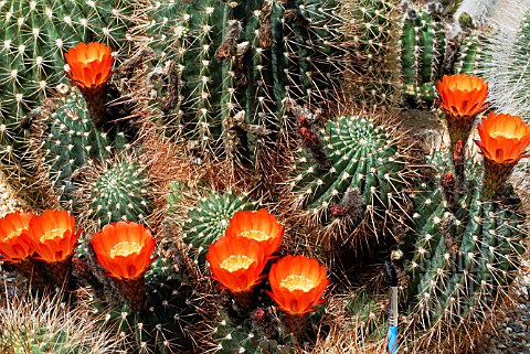 BRUSH_USED_FOR_HYBRIDATION_OF_CACTI_IN_THIS_INSTANCE_ECHINOPSIS_SP__HOLLY_GATE_CACTUS_GARDEN__ASHING