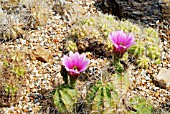 ECHINOCEREUS ENNEASANTHUS BREVISPINUS,  HOLLY GATE CACTUS GARDEN,  ASHINGTON,  WEST SUSSEX: MAY