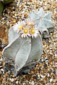 ASTROPHYTUM MYRIOSTIGMA,  HOLLY GATE CACTUS GARDEN,  ASHINGTON,  WEST SUSSEX: MAY