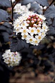 PHYSOCARPUS OPULIFOLIUS DIABOLO