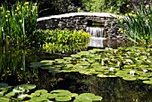 SCENE IN THE WATER GARDENS AT KNOLL GARDENS,  HAMPRESTON,  DORSET: EARLY JUNE.