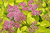 SPIRAEA JAPONICA CANDLELIGHT