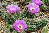 ECHINOCEREUS ENNEACANTHUS