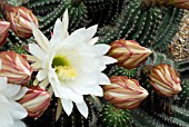 ECHINOPSIS SP