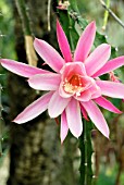 APOROPHYLLUM CASCADE,  HOLLY GATE CACTUS GARDEN,  ASHINGTON,  WEST SUSSEX: JUNE