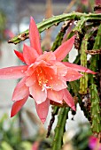 APOROPHYLLUM SUSAN,  HOLLY GATE CACTUS GARDEN,  ASHINGTON,  WEST SUSSEX: JUNE