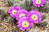 ECHINOCEREUS CINERASCENS