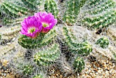 ECHINOCEREUS CINERASCENS