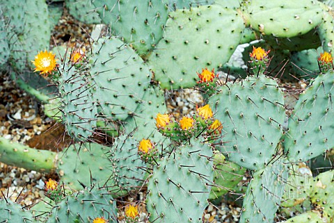 OPUNTIA_DURANGENSIS