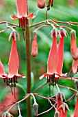 PHYGELIUS X RECTUS AFRICAN QUEEN,  RHS WISLEY: JUNE