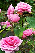 ROSA GERTRUDE JEKYLL,  A DAVID AUSTIN ENGLISH ROSE