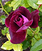 ROSA BURGUNDY ICE