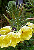 OENOTHERA SEEDLING