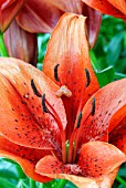 LILIUM ORIGINAL LOVE,  GROWING IN THE BICENTENARY GLASSHOUSE;