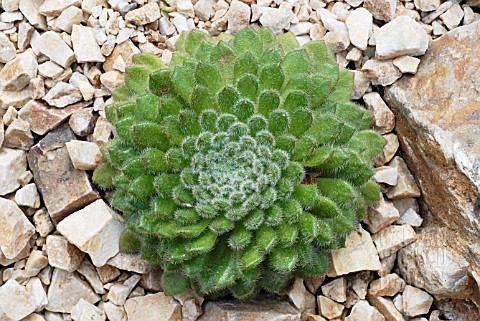 ECHEVERIA_SETOSA__RHS_WISLEY_JUNE