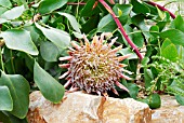 PROTEA CYNAROIDES,  RHS WISLEY: JUNE