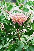 PROTEA CYNAROIDES,  RHS WISLEY: JUNE