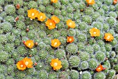 REBUTIA PULLVINOSA