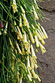 RUSSELIA EQUISETIFORMIS,  RHS WISLEY: JUNE