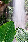 WATERFALL IN THE BICENTENARY GLASSHOUSE AT RHS WISLEY: JUNE