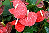 ANTHURIUM RED LOVE