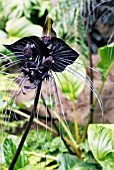 TACCA CHANTRIEREI