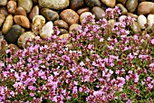 THYMUS SERPYLLUM VAR. COCCINEUS