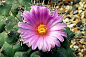 THELOCACTUS TULENSIS VAR. BUEKII