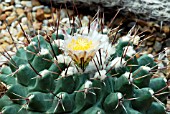 THELOCACTUS TULENSIS