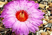 THELOCACTUS BUEKII